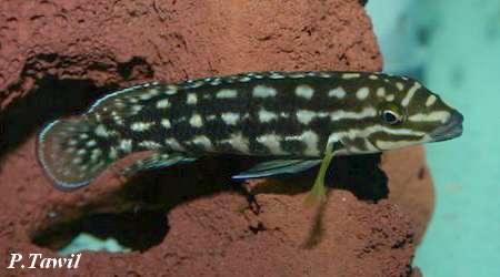 Julidochromis marlieri 'Uvira'